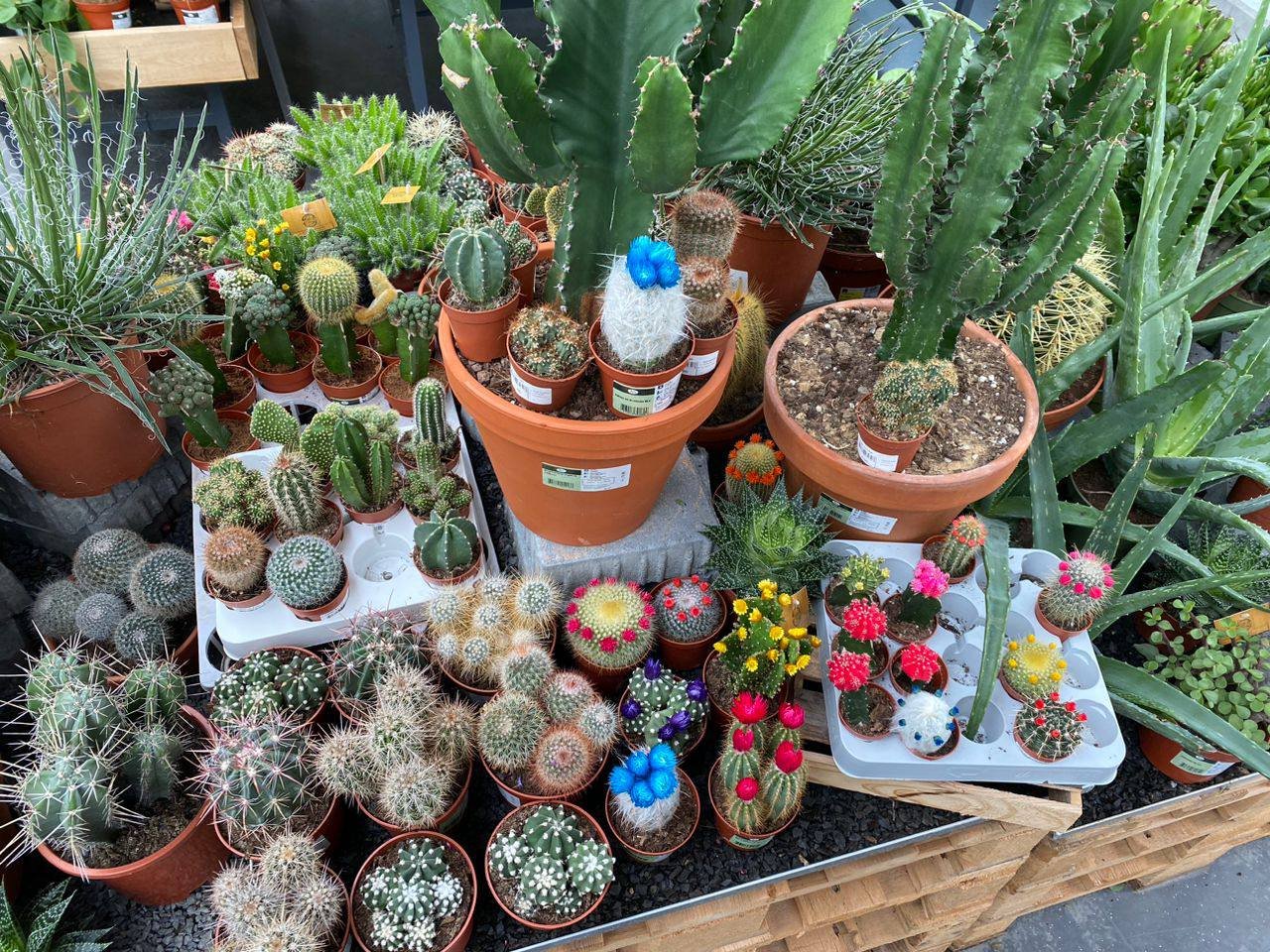 Diva Does All Cacti and Succulent Nursery Greenhouse Bench