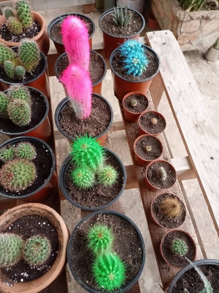 Pink, green and blue coloured cacti in pots