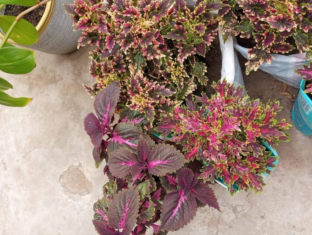 Coleus plants with pink, burgundy and green patterned leaves