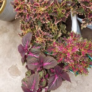 Coleus plants with pink, burgundy and green patterned leaves