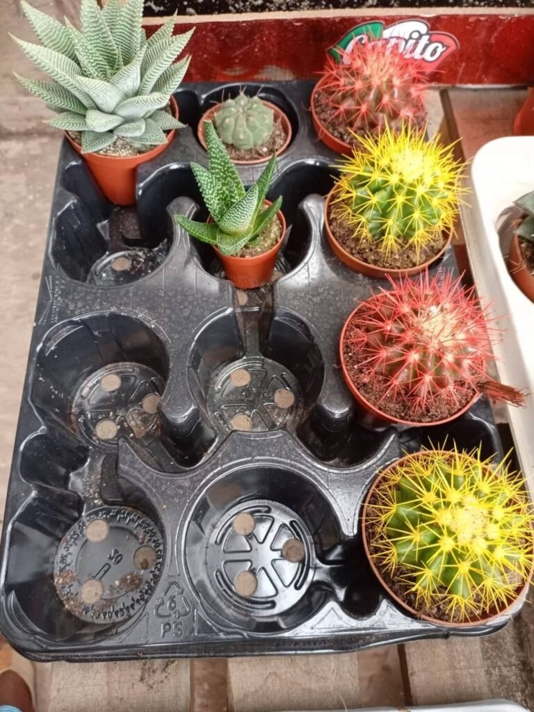Barrel cacti with yellow and red spines in a tray