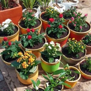 Roses, kalanchoe, chrysanthemums and peace lilies in gold-rim pots