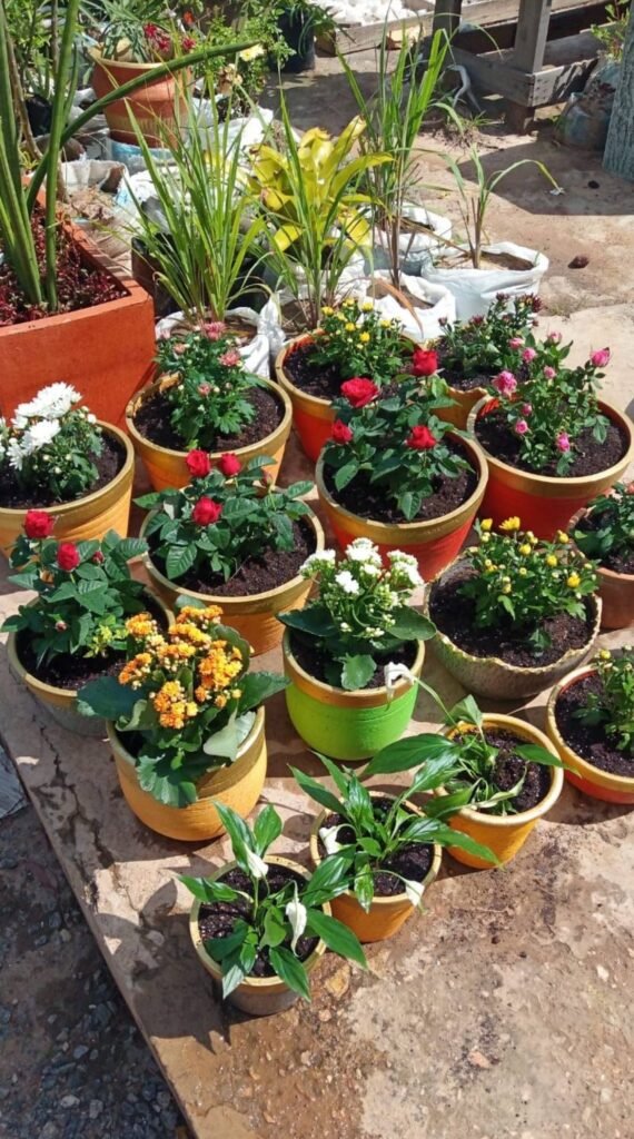 Roses, kalanchoe, chrysanthemums and peace lilies in gold-rim pots