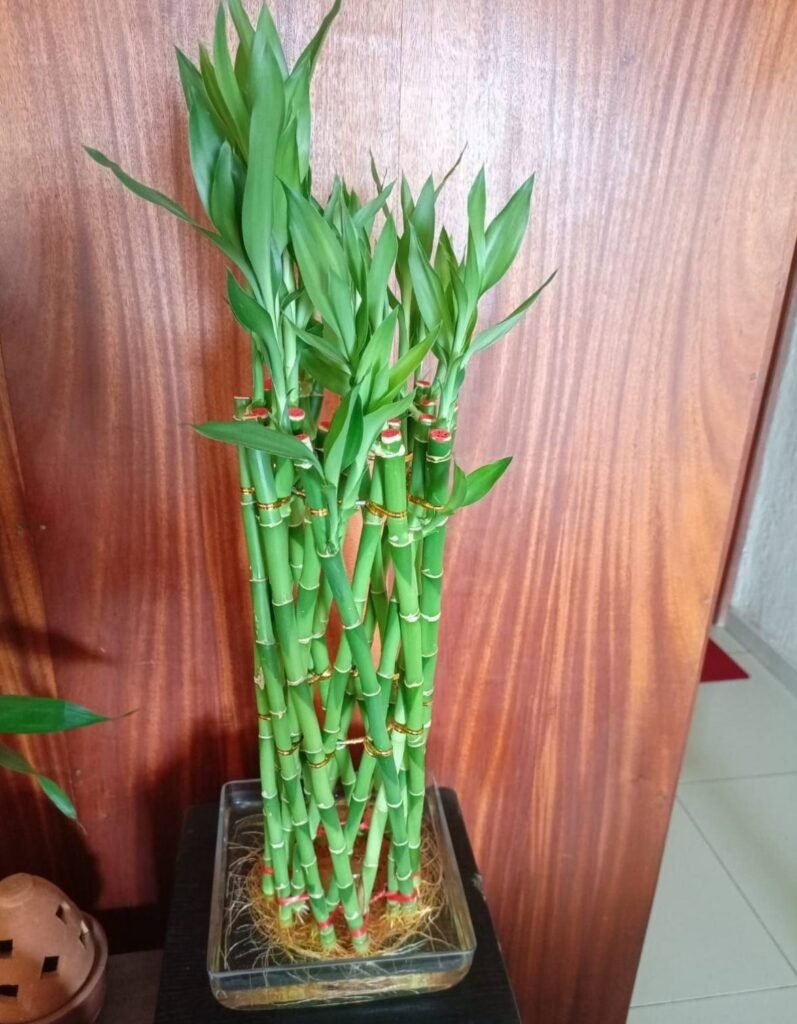 Tall braided lucky bamboo tower in a glass dish