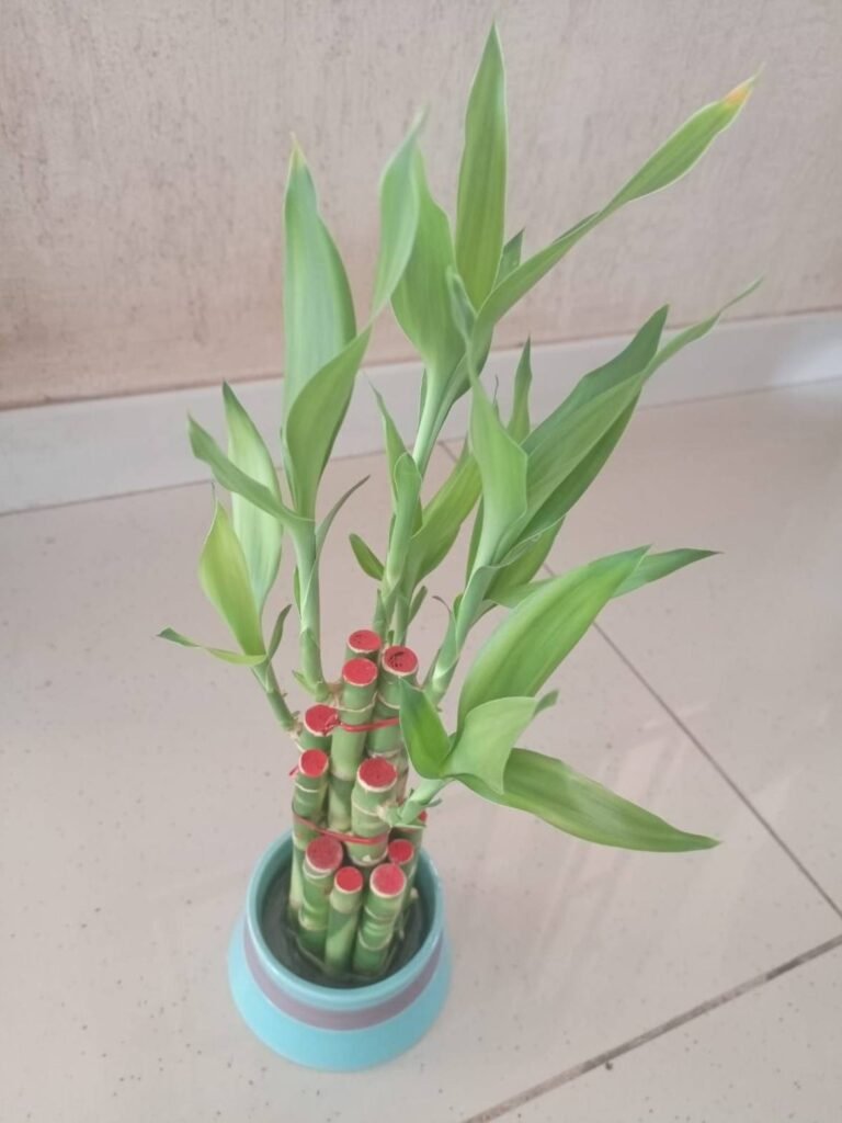 Lucky bamboo bundle in a blue ceramic pot