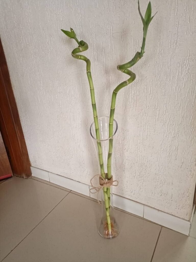 Two spiral lucky bamboo stems in a tall glass vase