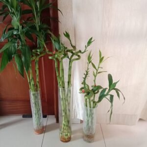 Curly lucky bamboo stems in three tall glass vases