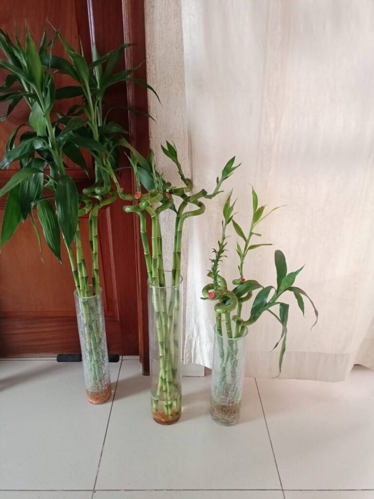 Curly lucky bamboo stems in three tall glass vases