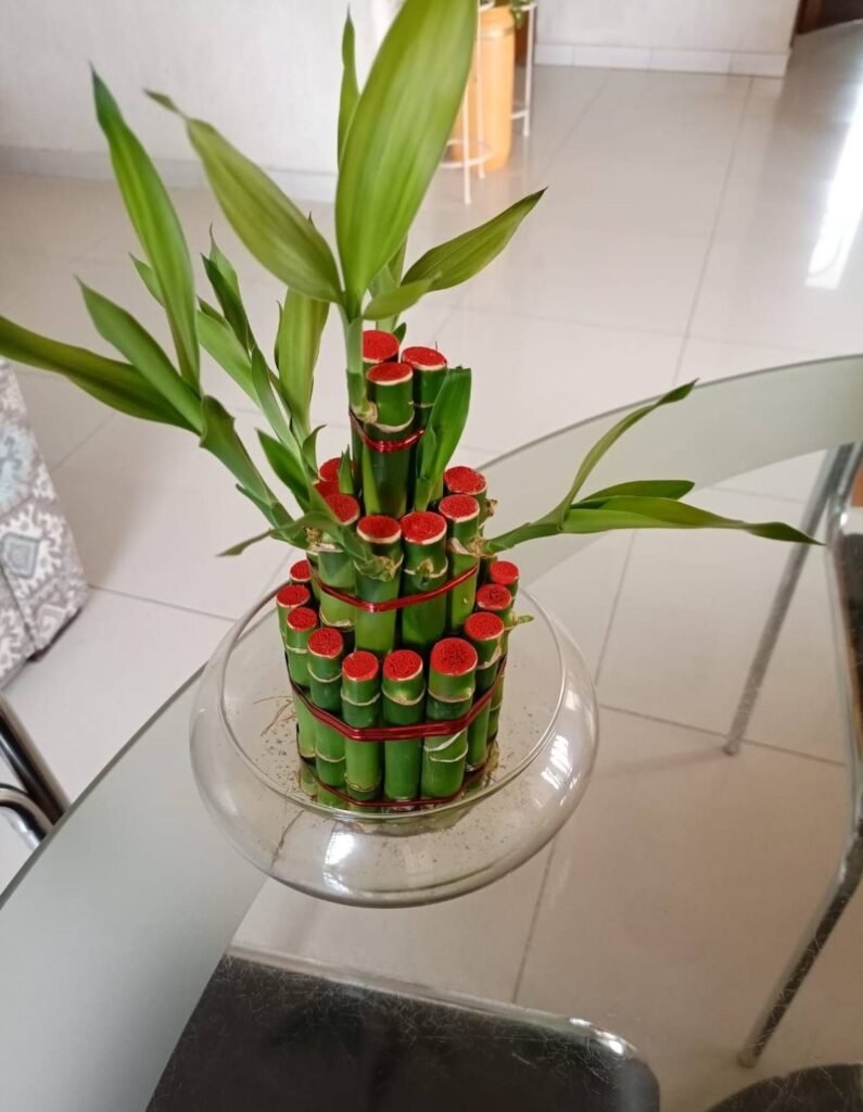 Three-tier lucky bamboo tower in a glass bowl