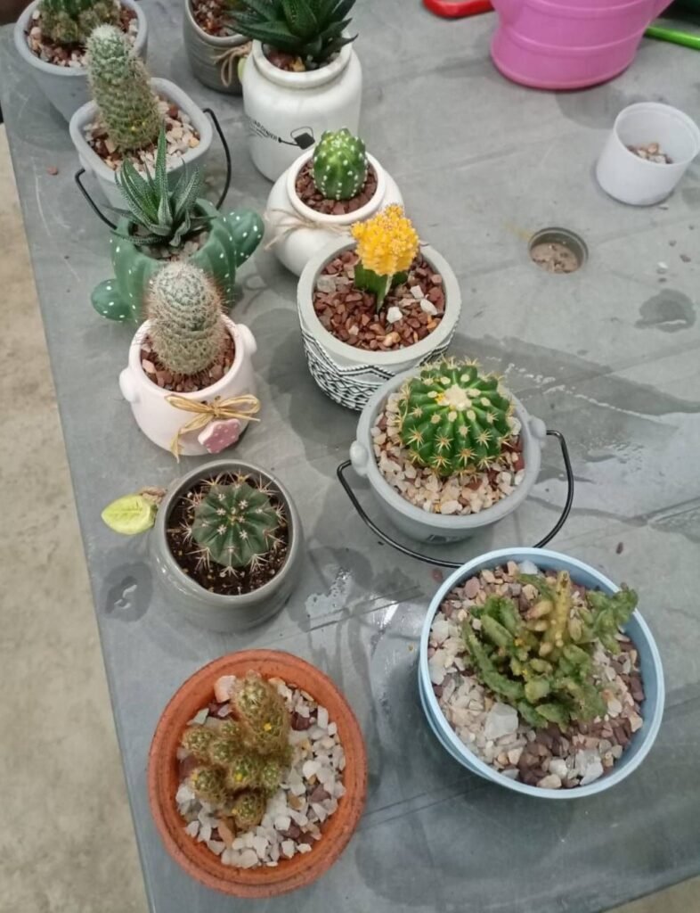 Mini cacti and succulents in assorted decorative pots