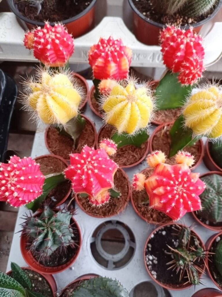 Red and yellow moon cacti in nursery pots