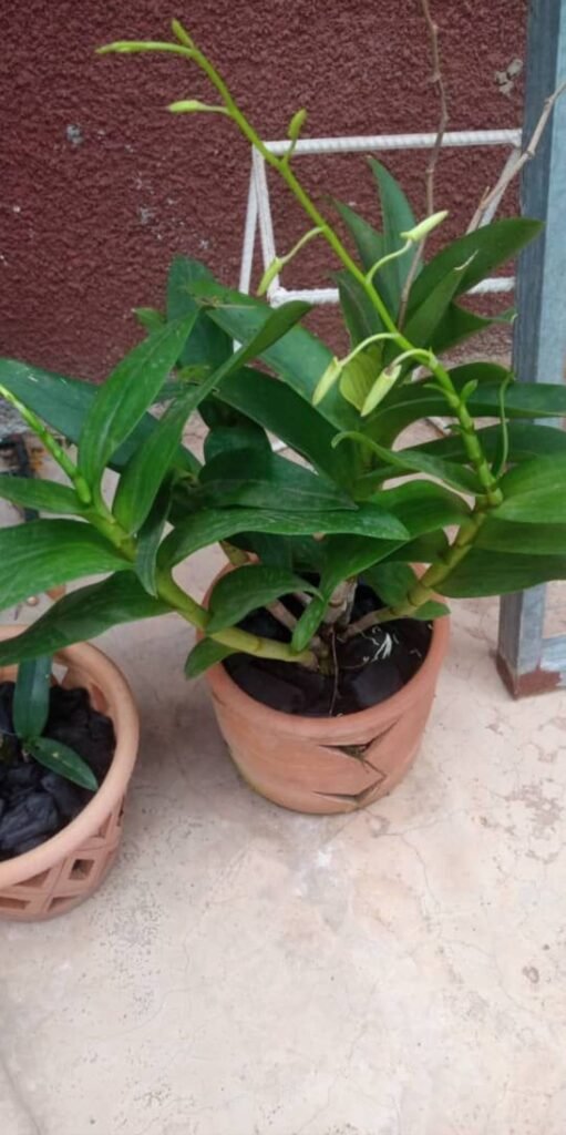 Orchid with flower buds in a terracotta pot