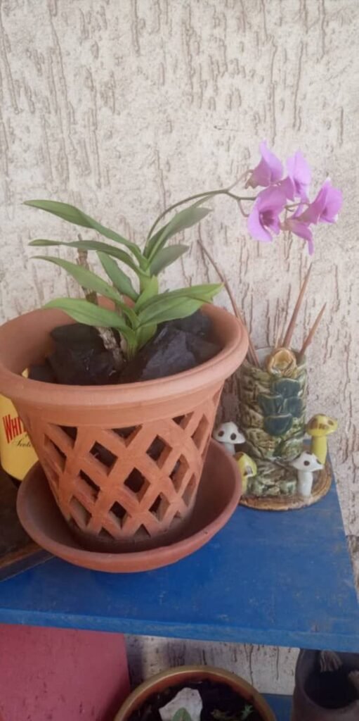 Orchid with pink flowers in a lattice terracotta pot