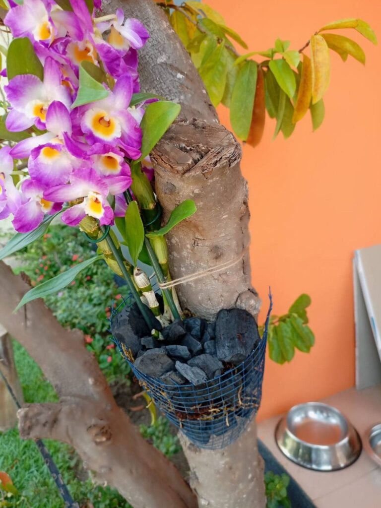 Purple orchid in bloom mounted on a tree trunk