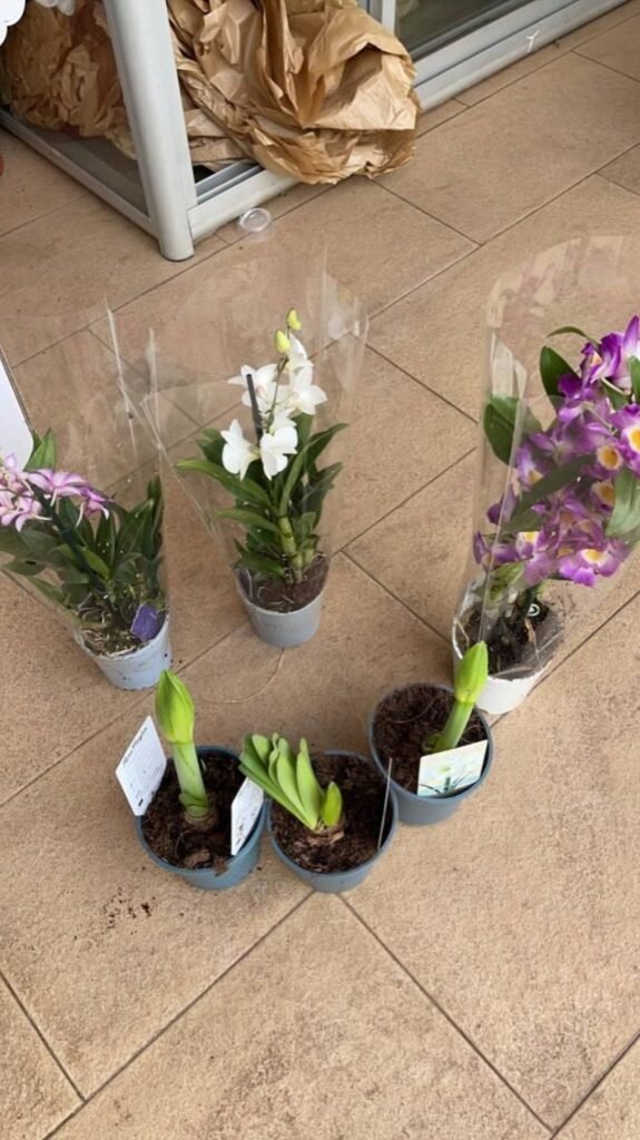 Potted orchids in white, pink and purple