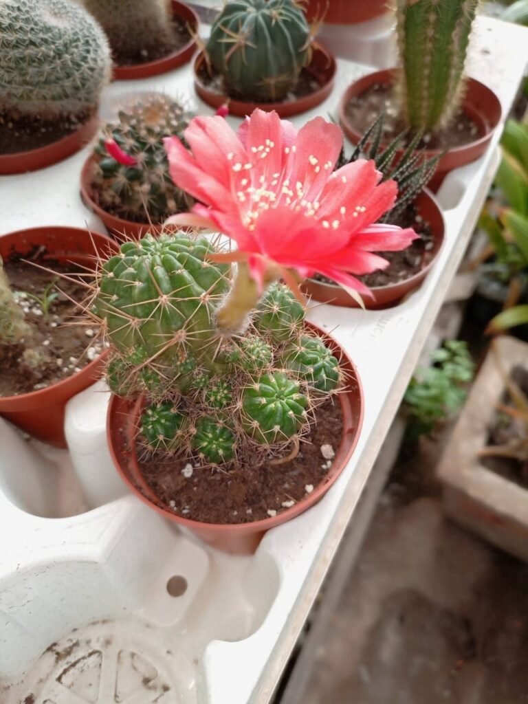 Clustering cactus with a large red flower