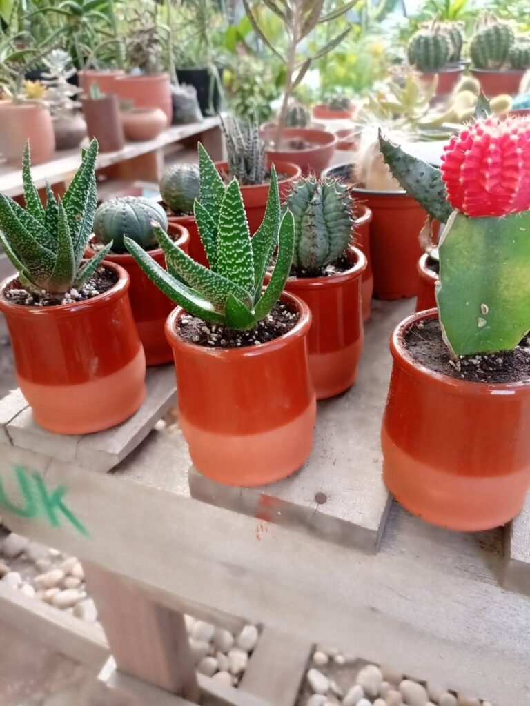 Mini succulents and cacti in two-tone terracotta jars