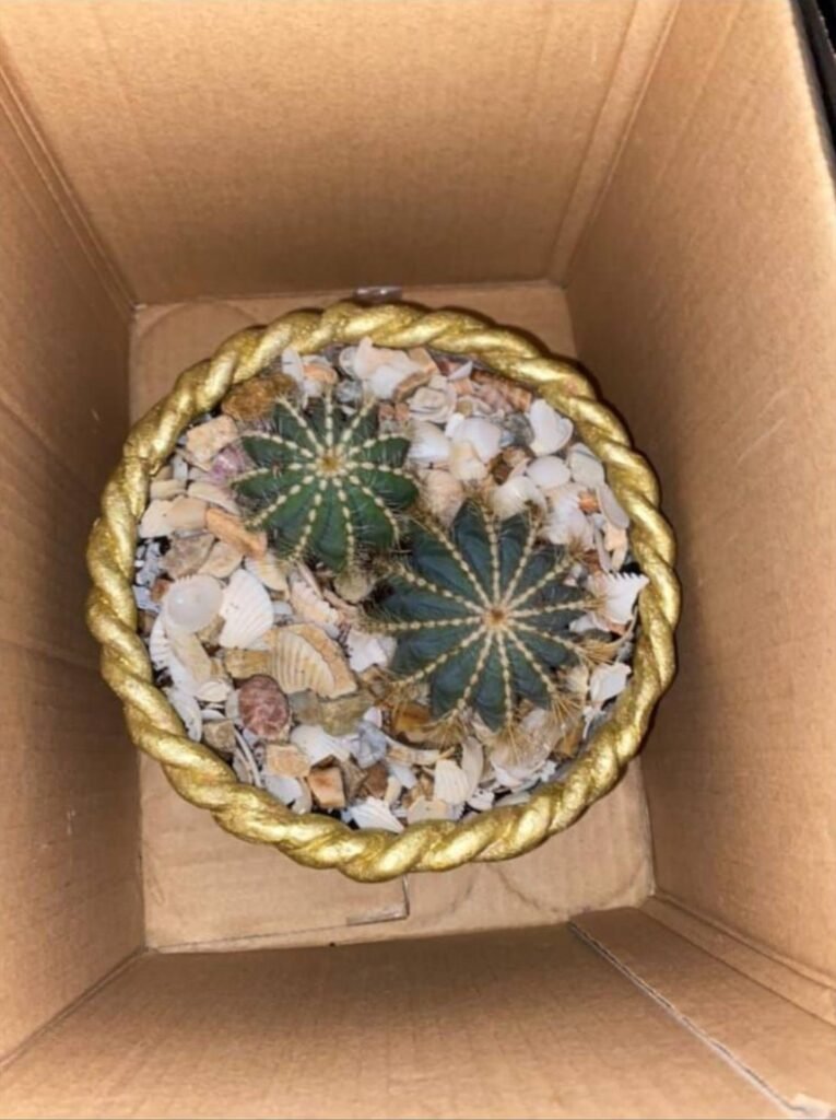 Two cacti in a gold rope-rim bowl dressed with seashells