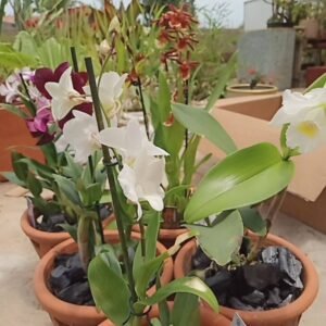 White orchid in bloom in a terracotta pot