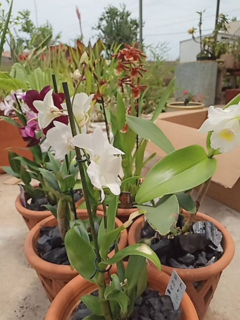 White orchid in bloom in a terracotta pot