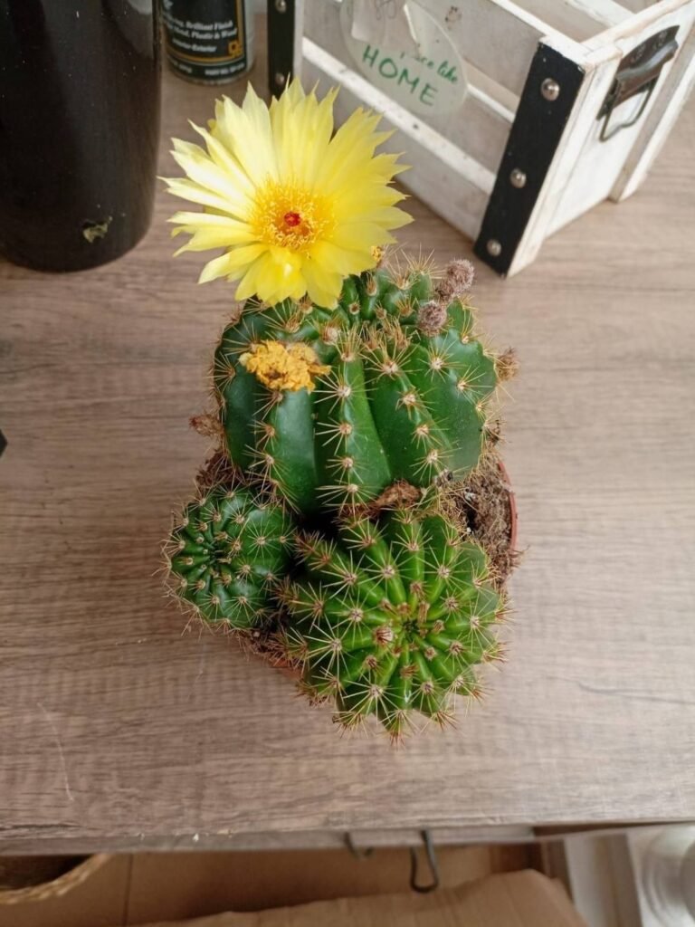 Green cactus cluster with a large yellow flower