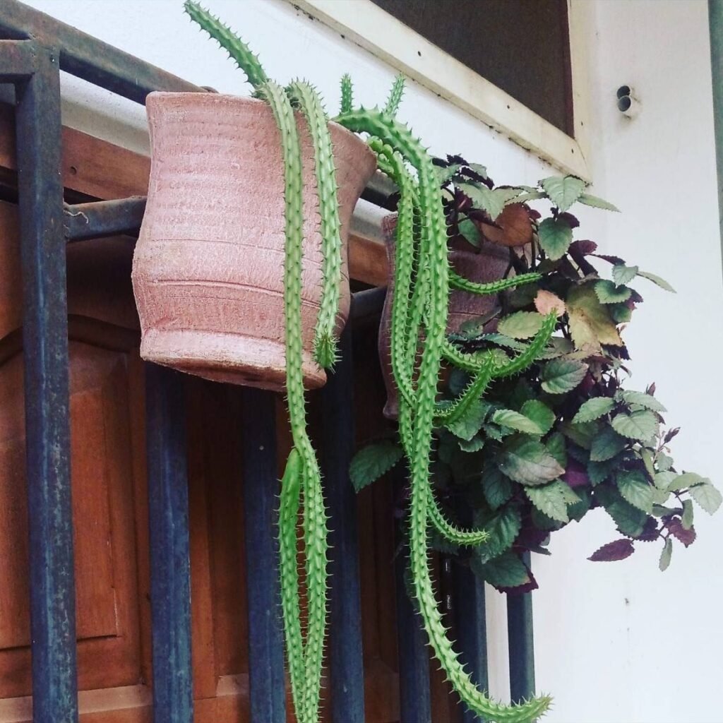 Carved pink pot on a railing with a trailing cactus