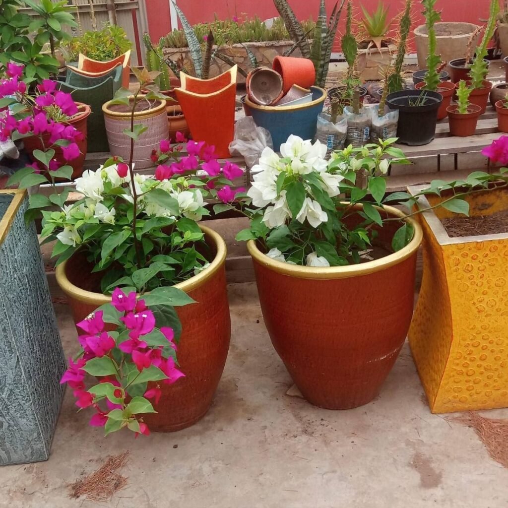 Two large terracotta-red planters with gold rims holding bougainvillea