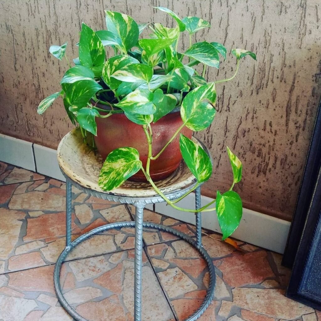 Terracotta pot and saucer holding a pothos on a metal stand