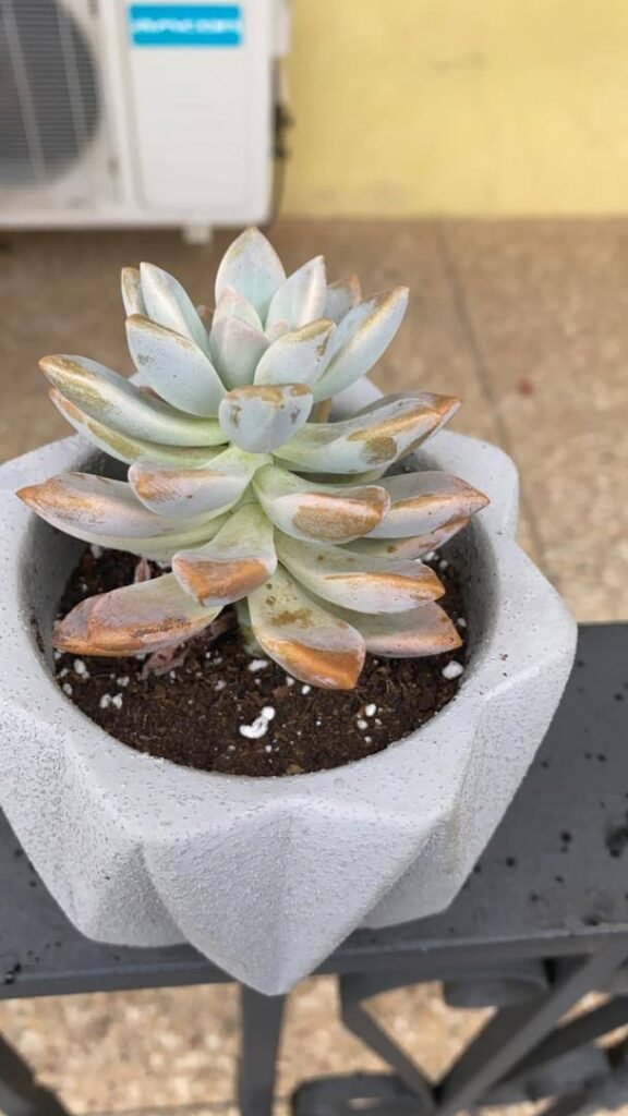 Rosette Echeveria Succulent in Star Planter