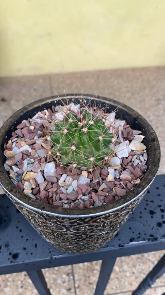 Golden Barrel Cactus in Ornate Pot
