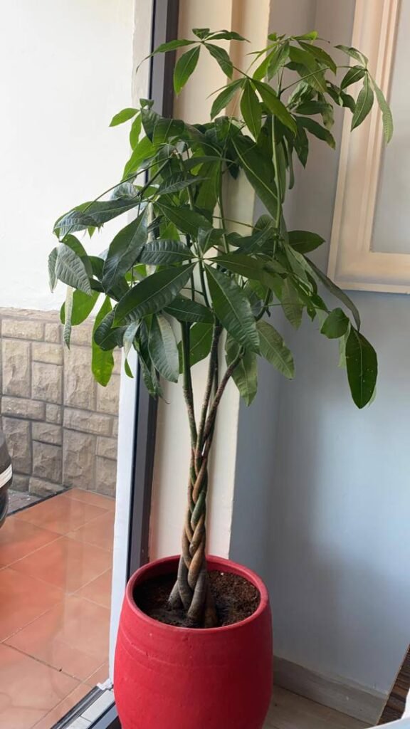 Braided Pachira Money Tree in Crimson Planter