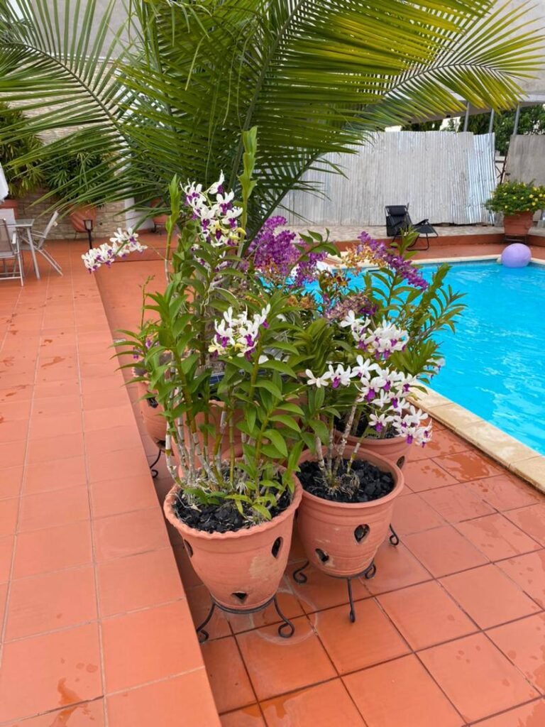 Poolside Dendrobium Orchids