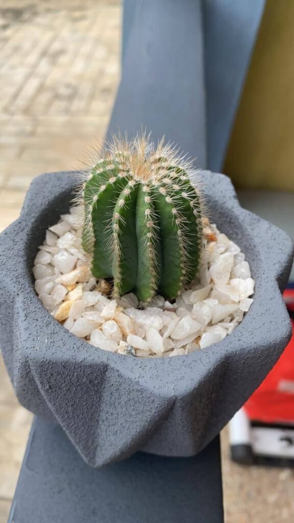 Mini Parodia Cactus in Fluted Stone Pot
